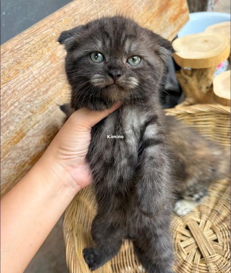 สก๊อตติช รูปที่ 3