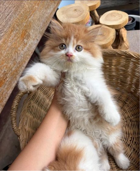 สก๊อตติช รูปที่ 5