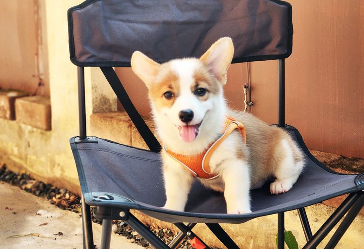 สุนัขคอร์กี้ เพศเมีย 2 เดือนครึ่ง เชียงใหม่