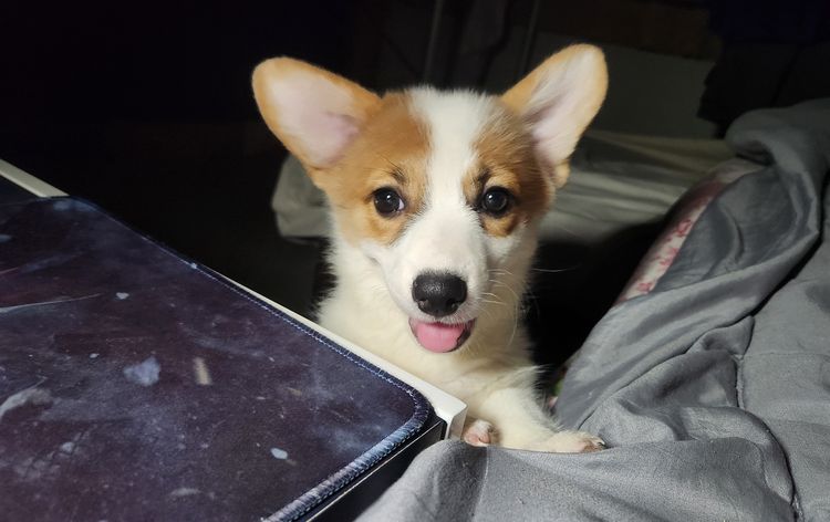 สุนัขคอร์กี้ เพศเมีย 2 เดือนครึ่ง เชียงใหม่ รูปที่ 6