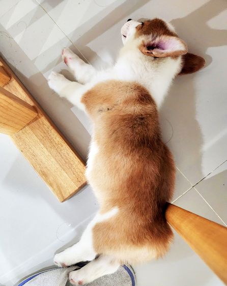 สุนัขคอร์กี้ เพศเมีย 2 เดือนครึ่ง เชียงใหม่ รูปที่ 4