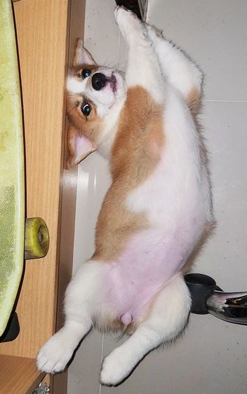 สุนัขคอร์กี้ เพศเมีย 2 เดือนครึ่ง เชียงใหม่ รูปที่ 12