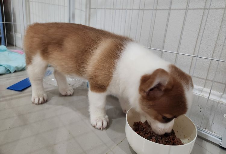 สุนัขคอร์กี้ เพศเมีย 2 เดือนครึ่ง เชียงใหม่ รูปที่ 7