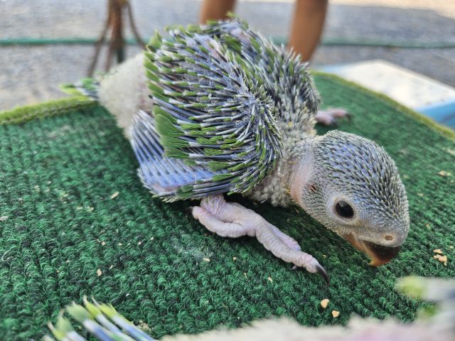 ลูกป้อน ริงเนค  รูปที่ 6