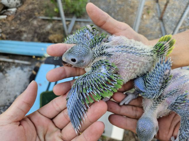 ลูกป้อน ริงเนค  รูปที่ 10