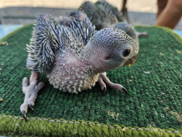 ลูกป้อน ริงเนค  รูปที่ 5