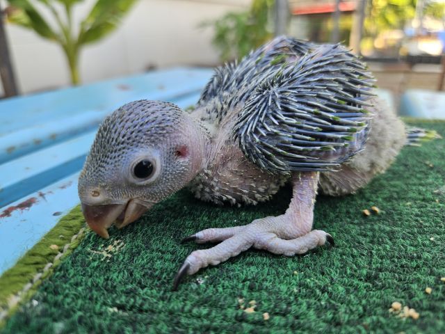 ลูกป้อน ริงเนค  รูปที่ 12