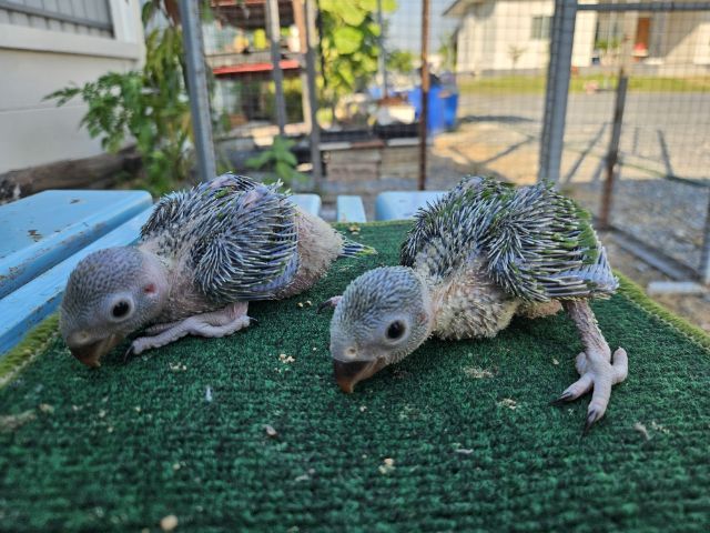 ลูกป้อน ริงเนค  รูปที่ 7