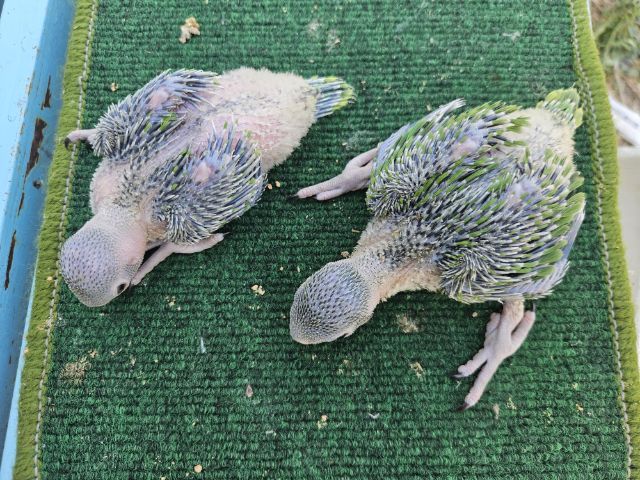 ลูกป้อน ริงเนค  รูปที่ 8