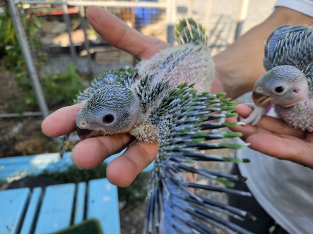 ลูกป้อน ริงเนค  รูปที่ 13