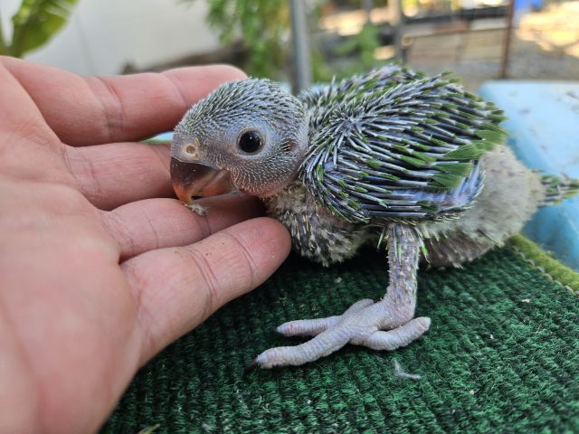 ลูกป้อน ริงเนค  รูปที่ 4