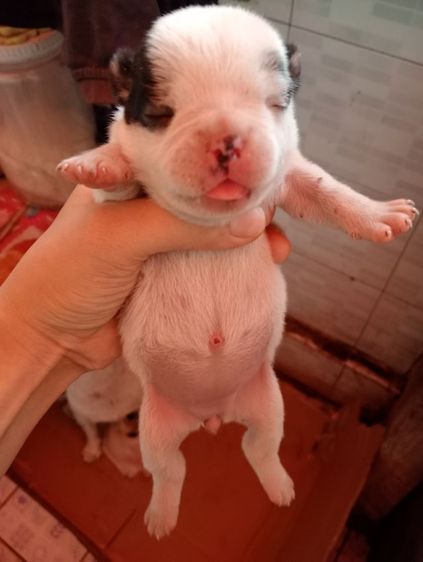 เฟรนบลูด็อก