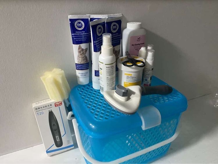 แมวสก็อตติช โฟลด์ รูปที่ 4