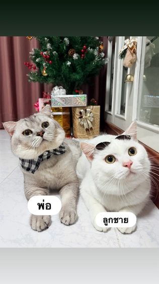 แมวสก็อตติช โฟลด์