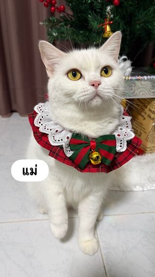 แมวสก็อตติช โฟลด์ รูปที่ 2