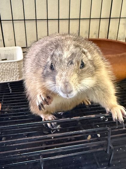 แฟรี่ด็อก รูปที่ 5