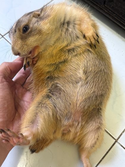 แฟรี่ด็อก รูปที่ 3