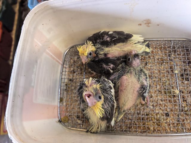 ลูกป้อนคอกคาเทล