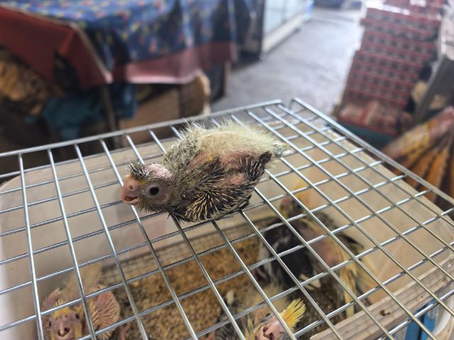 ลูกป้อนคอกคาเทล รูปที่ 6