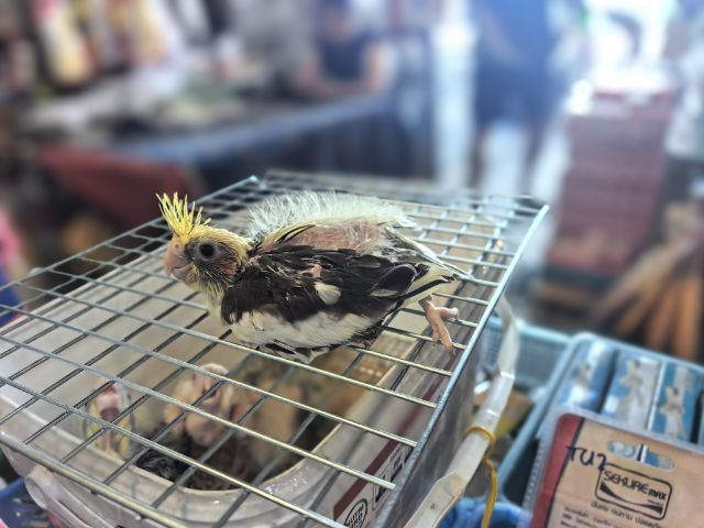 ลูกป้อนคอกคาเทล รูปที่ 4