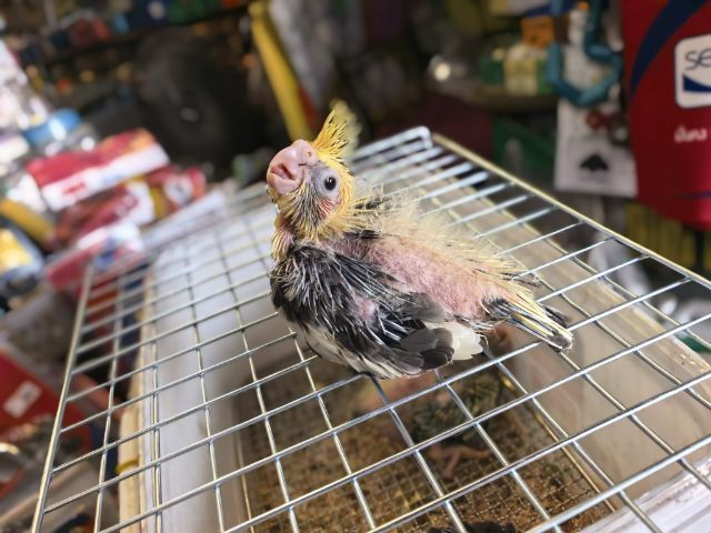 ลูกป้อนคอกคาเทล รูปที่ 5