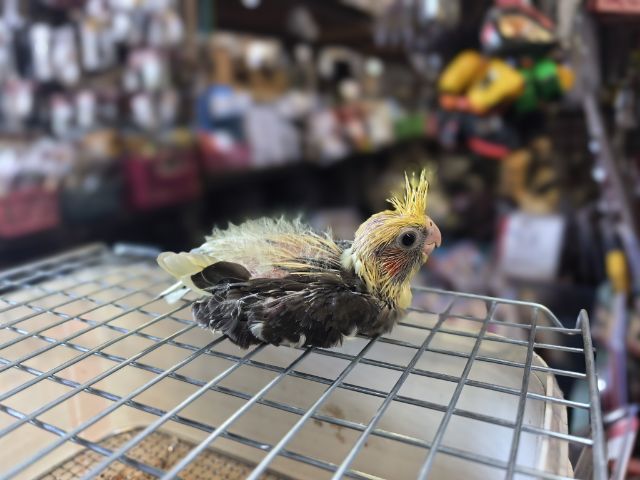 ลูกป้อนคอกคาเทล รูปที่ 3