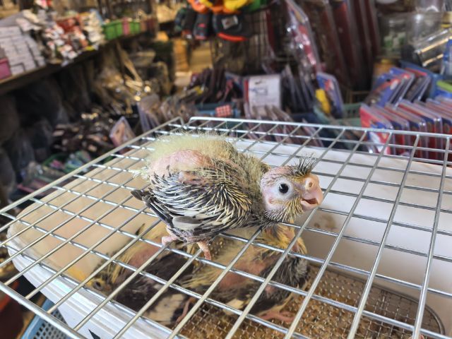 ลูกป้อนคอกคาเทล รูปที่ 7