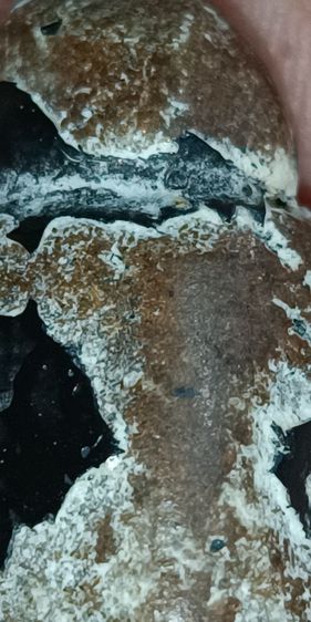 พระปิดตา พิมปั้น หลวงพ่อแก้ว สวยแชมร์ มีใบรับรองพระแท้ รูปที่ 7