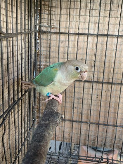 กรีนเชคบลูพาย รูปที่ 2