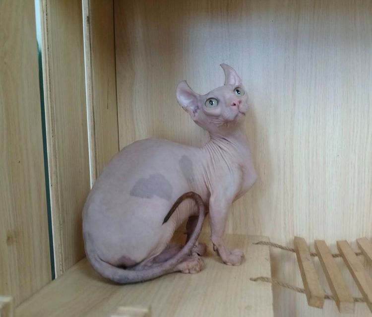 31.แมวดเวล เพศผู้ Dwelf Cat Male  รูปที่ 6