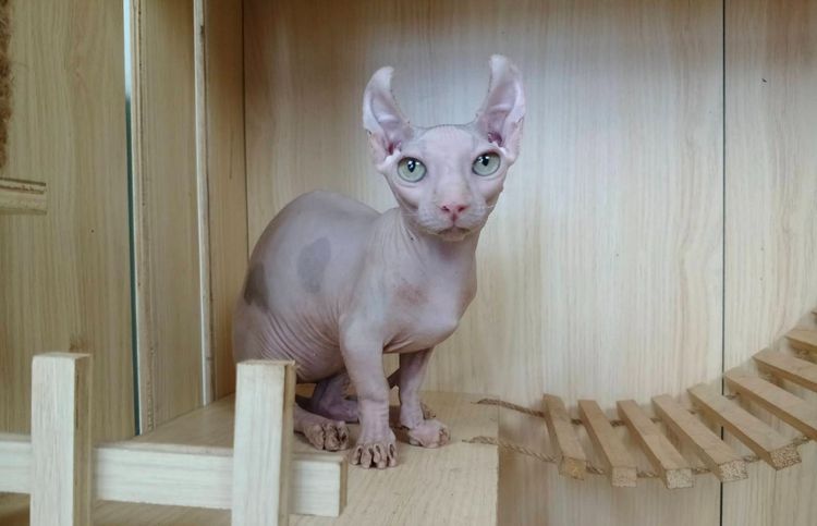 31.แมวดเวล เพศผู้ Dwelf Cat Male  รูปที่ 5