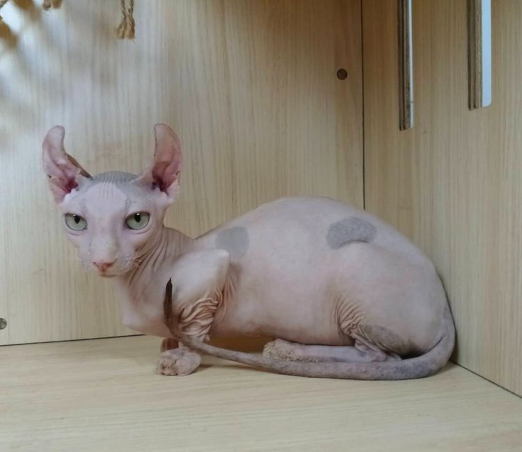 31.แมวดเวล เพศผู้ Dwelf Cat Male  รูปที่ 2