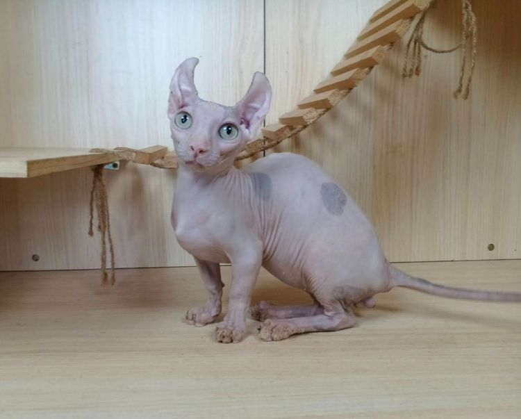 31.แมวดเวล เพศผู้ Dwelf Cat Male  รูปที่ 4