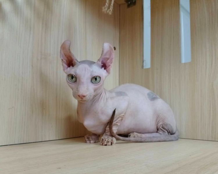 สฟิงซ์ (Sphynx) 31.แมวดเวล เพศผู้ Dwelf Cat Male 