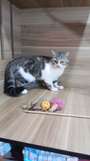 แมวสก้อตติช เพศเมีย อายุ4เดือนครึ่ง วัคซีนแล้วก่อนย้ายตรวจหัดแมวฟรีรับประกันเอดส์แมวกับรูคีเมียคะ รูปที่ 13