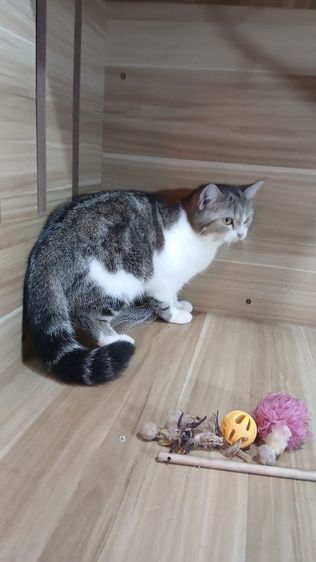 แมวสก้อตติช เพศเมีย อายุ4เดือนครึ่ง วัคซีนแล้วก่อนย้ายตรวจหัดแมวฟรีรับประกันเอดส์แมวกับรูคีเมียคะ รูปที่ 16