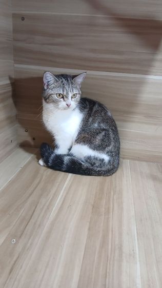 แมวสก้อตติช เพศเมีย อายุ4เดือนครึ่ง วัคซีนแล้วก่อนย้ายตรวจหัดแมวฟรีรับประกันเอดส์แมวกับรูคีเมียคะ รูปที่ 9