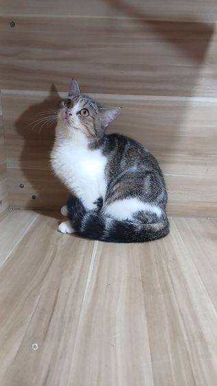 แมวสก้อตติช เพศเมีย อายุ4เดือนครึ่ง วัคซีนแล้วก่อนย้ายตรวจหัดแมวฟรีรับประกันเอดส์แมวกับรูคีเมียคะ รูปที่ 8