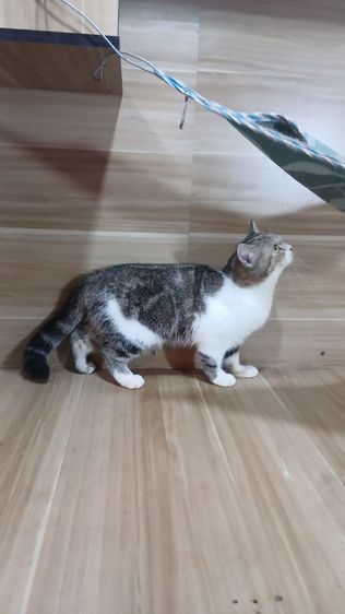 แมวสก้อตติช เพศเมีย อายุ4เดือนครึ่ง วัคซีนแล้วก่อนย้ายตรวจหัดแมวฟรีรับประกันเอดส์แมวกับรูคีเมียคะ รูปที่ 12