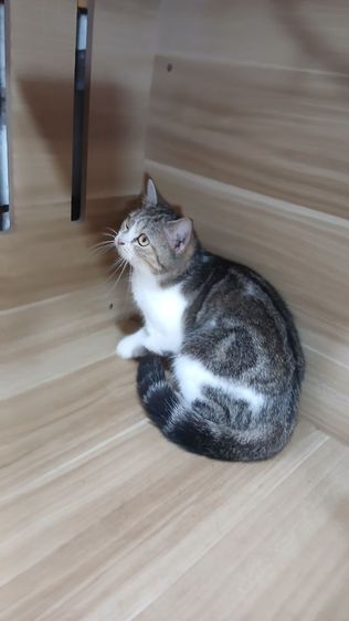 แมวสก้อตติช เพศเมีย อายุ4เดือนครึ่ง วัคซีนแล้วก่อนย้ายตรวจหัดแมวฟรีรับประกันเอดส์แมวกับรูคีเมียคะ รูปที่ 11