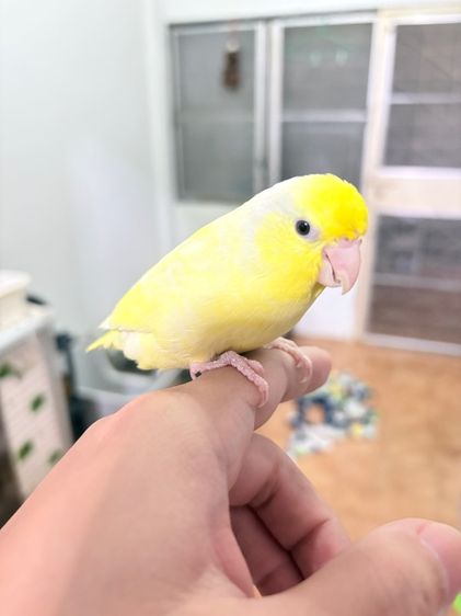 ฟอพัส รูปที่ 2