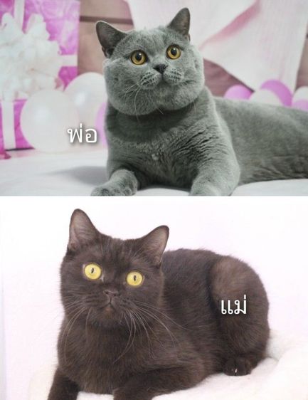 ดช บริทิช ช็อทแฮร์ เทา บลู รูปที่ 3