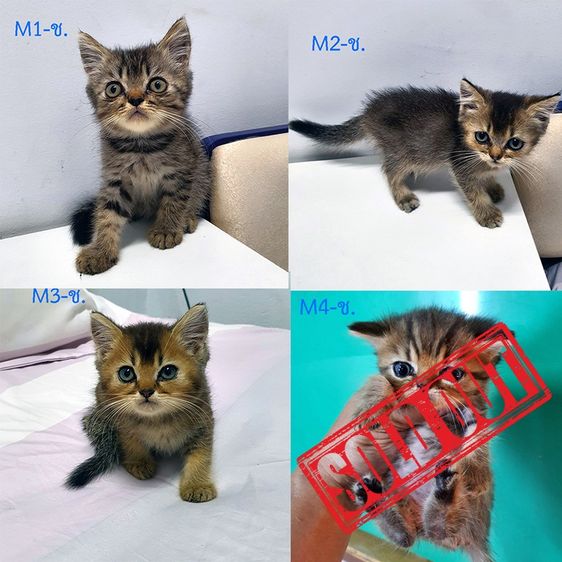 อื่นๆ ฝาก หลานๆ สก็อตติส ผสม บริสติช ให้พิจราณาด้วยครับ