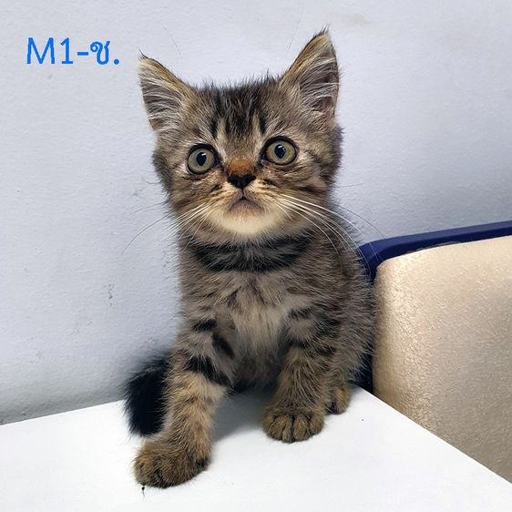 ฝาก หลานๆ สก็อตติส ผสม บริสติช ให้พิจราณาด้วยครับ รูปที่ 2