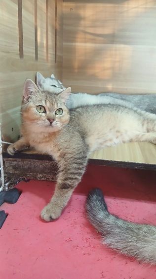 แมวสก้อตติช สีส้ม สีโกเด้นท์ เพศผู้ อายุ4เดือนครึ่ง วัคซีนแล้วก่อนย้ายตรวจหัดแมวฟรีรับประกันเอดส์แมวกับรูคีเมียคะ