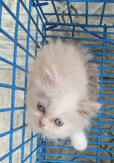 สก็อตติช โฟลด์ (Scottish Fold) สก็อตติช เพศเมีย