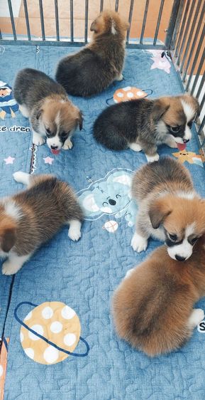 คอร์กี้ (Corgi) กลาง  เปิดจองแล้วครับ ลูกคอร์กี้ทั้ง8 