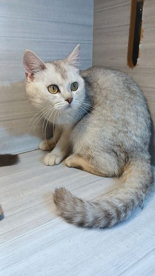 สก็อตติช โฟลด์ (Scottish Fold) แมวสก้อตติช สีซิลเวอร์ เพศผู้ อายุ8เดือน ยังไม่ทำหมัน ทำวัคซีนแล้ว ก่อนย้ายตรวจหัดแมวฟรีรับประกันเอดส์แมวกับรูคีเมียคะ