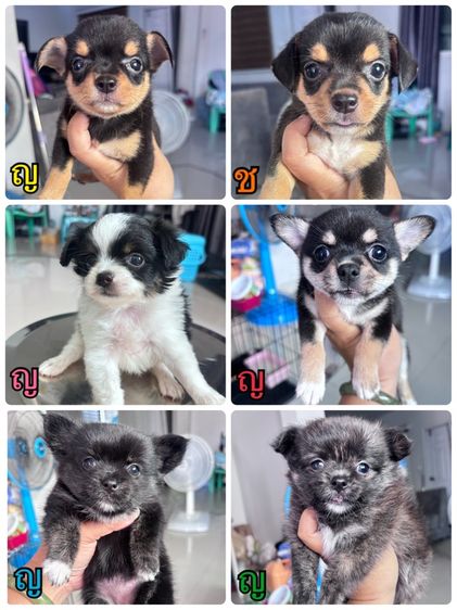 ชิวาวา (Chihuahua) เล็ก ชิวาว่า