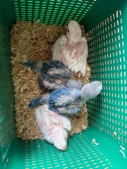 เเก้ว ริงเนค ไม่ทราบเพศ 